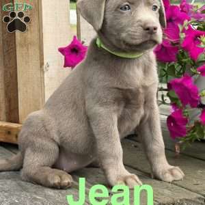 Jean, Silver Labrador Retriever Puppy